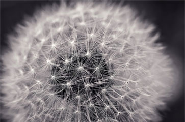 web
